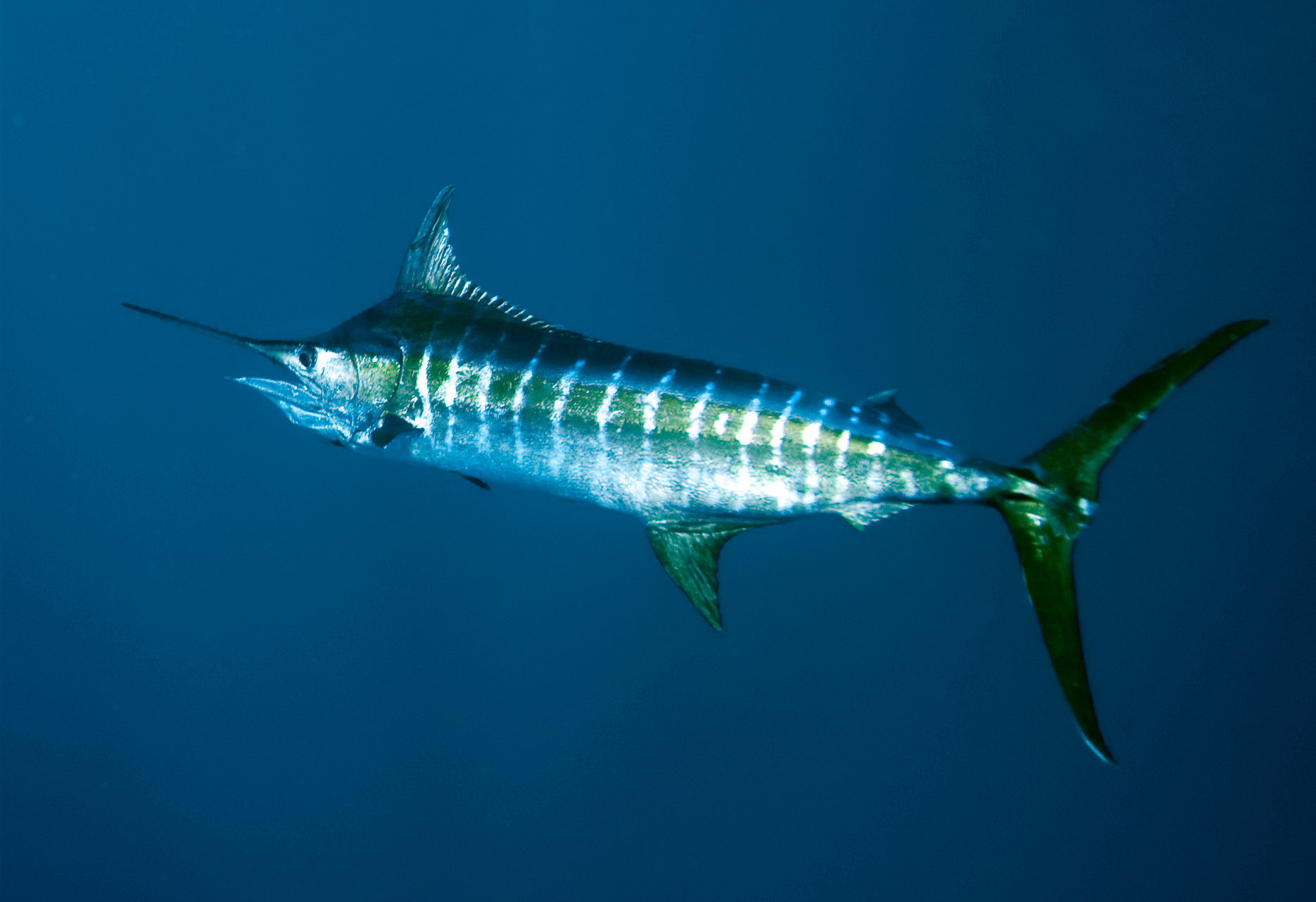 Atlantic Blue Marlin (Makaira nigricans)
