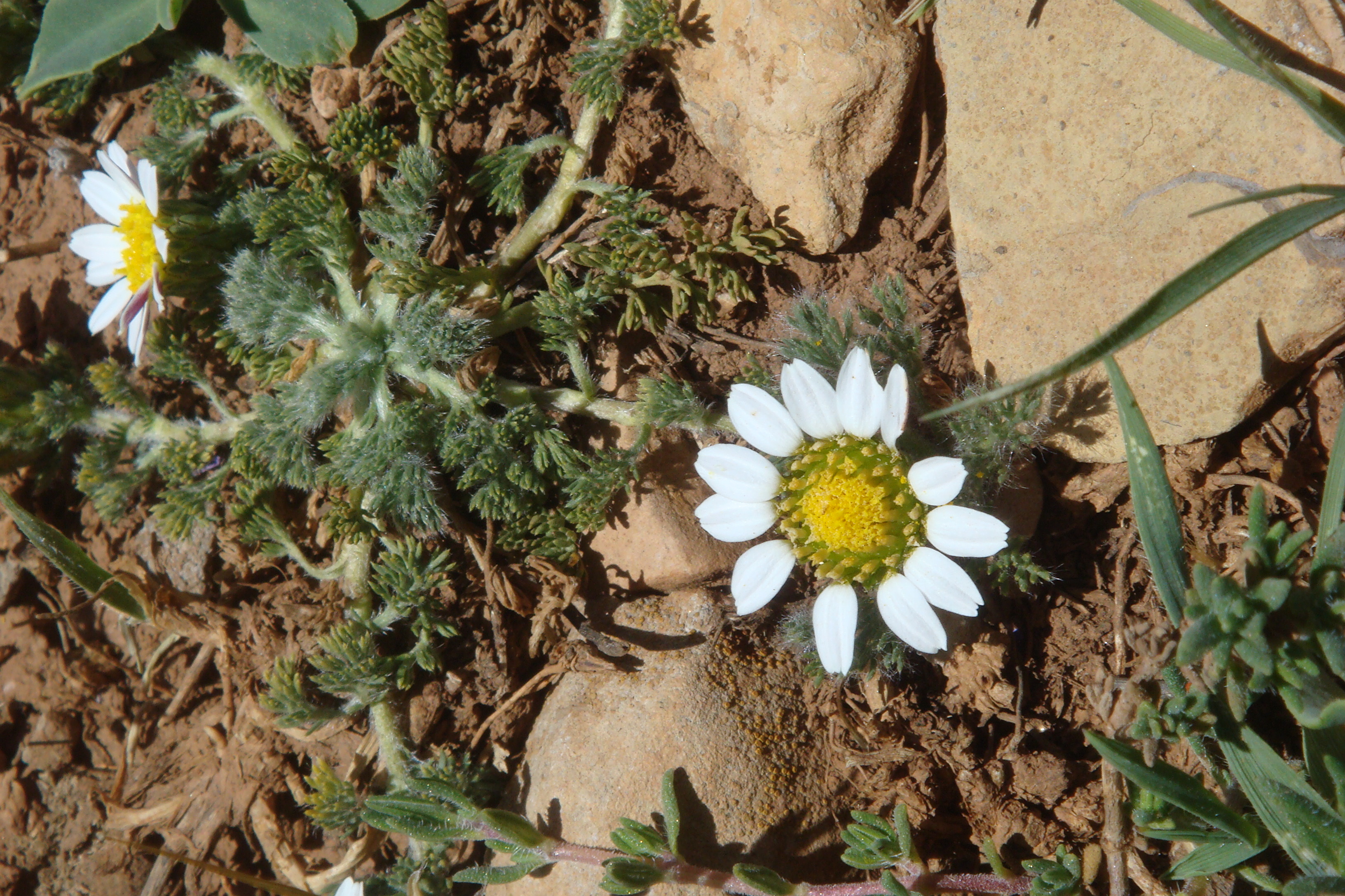 Atlas Daisy (Anacyclus pyrethrum)