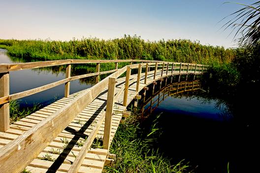 Azraq wetlands reserve