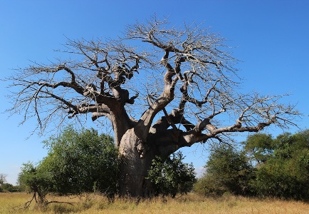 Baobab in Gorongosa National Park, Mozambique