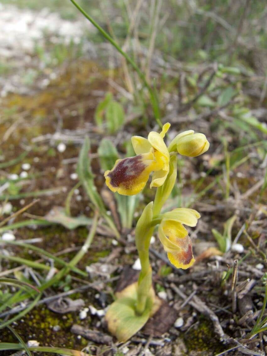 Ophrys sicula Tineo - Orchid species