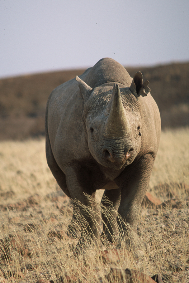 Black rhinocero