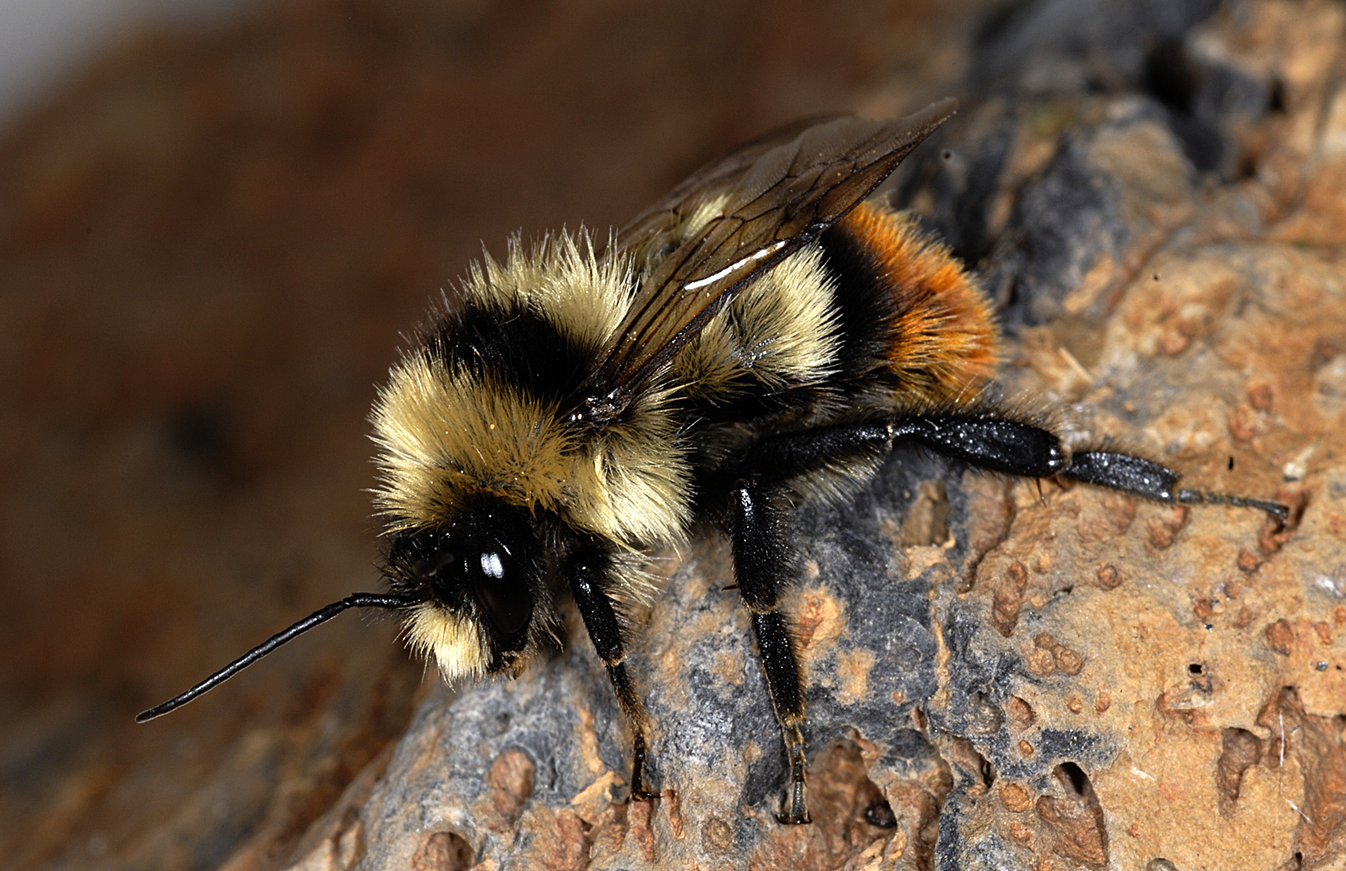 Changes in land use and agricultural practices that result in the loss of the species’ natural environment  represent a serious threat to many bumblebees in Europe