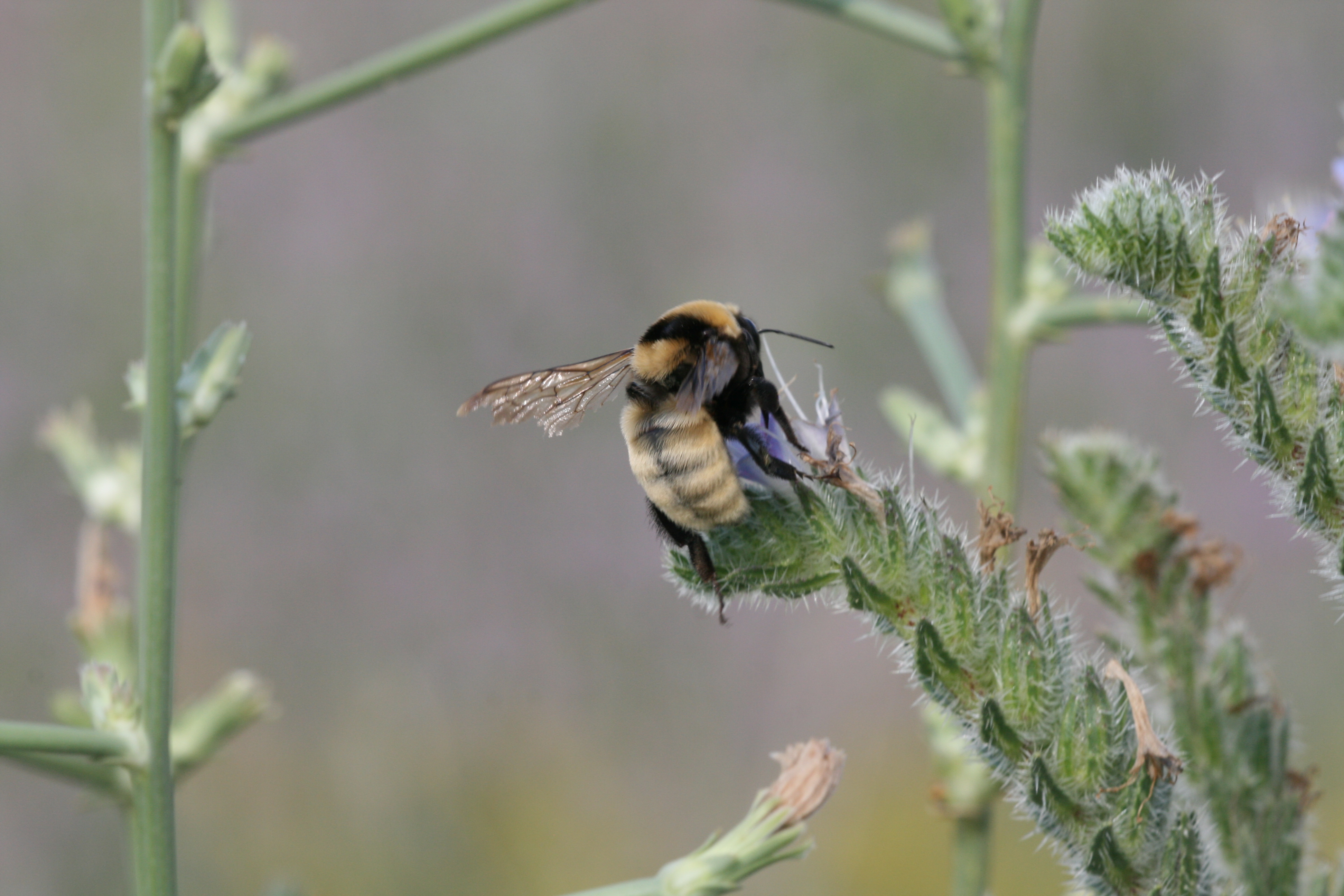 Europe’s largest bumblebee, the Endangered Bombus fragrans, is seriously threatened by the intensification of agriculture
