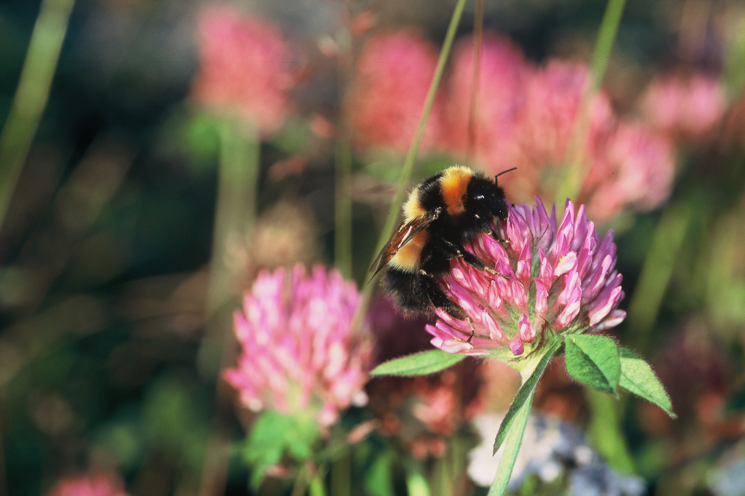 Bombus hyperboreus is the second largest bumblebee of Europe