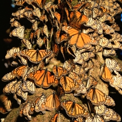 Monarch Butterflies (Danaus plexippus)