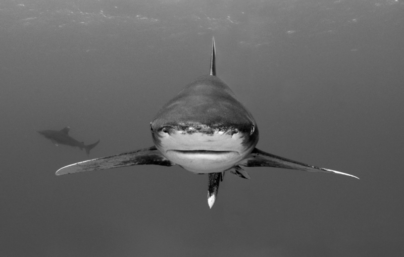 Oceanic Whitetip Shark (Carcharhinus longimanus) - Vulnerable