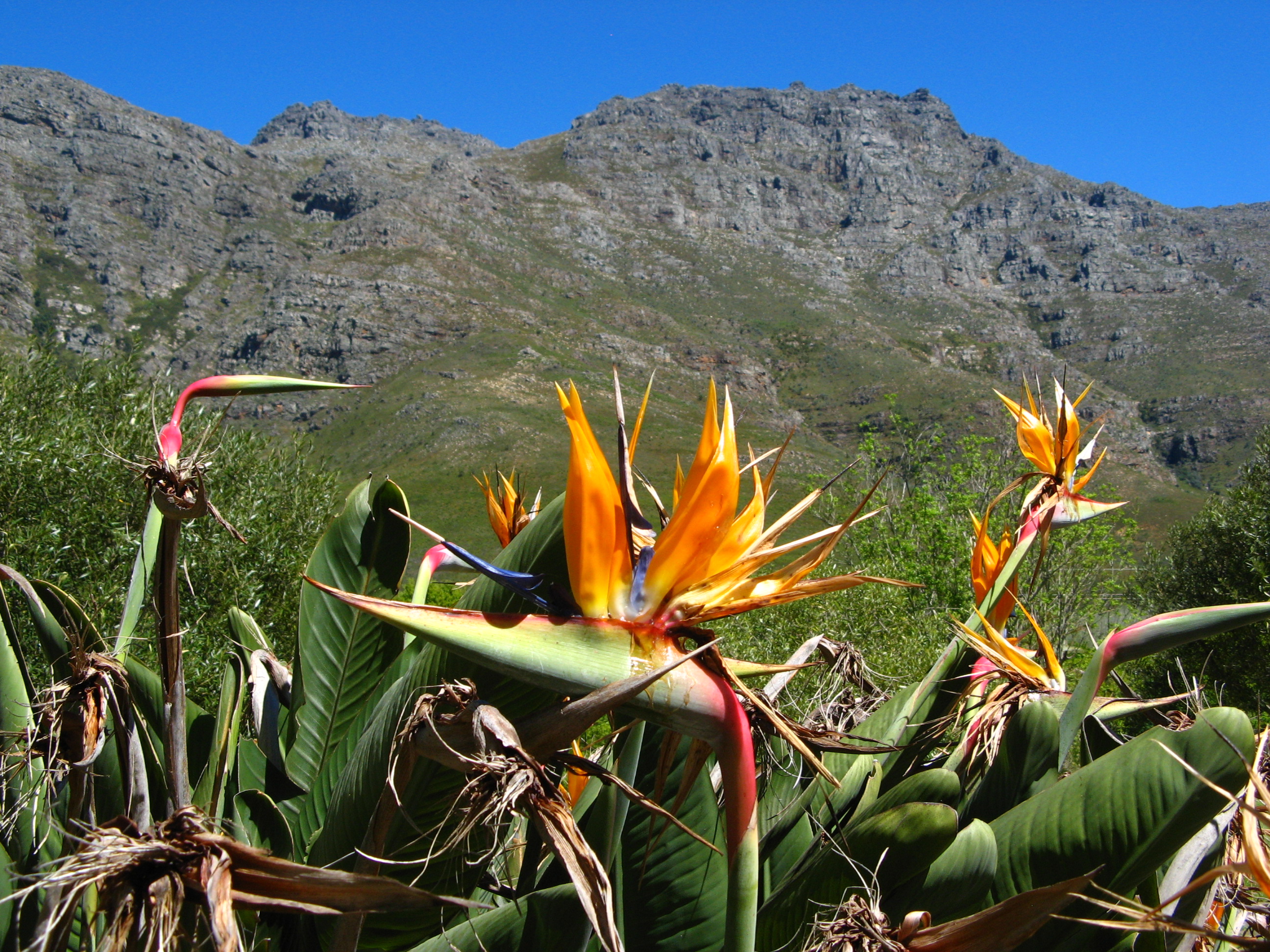Cape Floral Region Protected Areas, South Africa