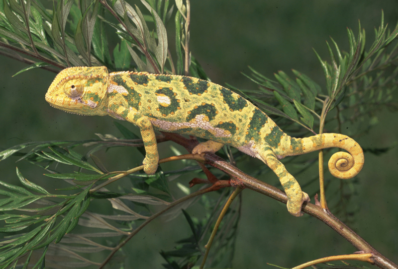 The Graceful Chameleon (Chamaeleo gracilis) is a species endemic to the Albertine Rift.