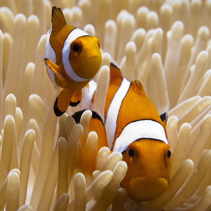 Saving Nemo: charisma is not enough