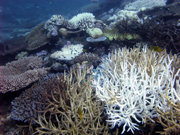 Coral bleaching in 2010 around Mayotte in the Indian Ocean