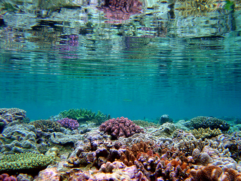 Corals of the Soloman Islands