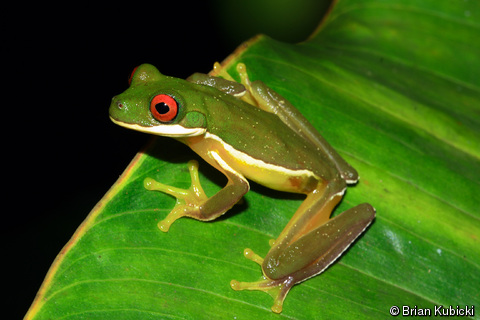 Costa Rica Brook Frog
Duellmanohyla uranochroa