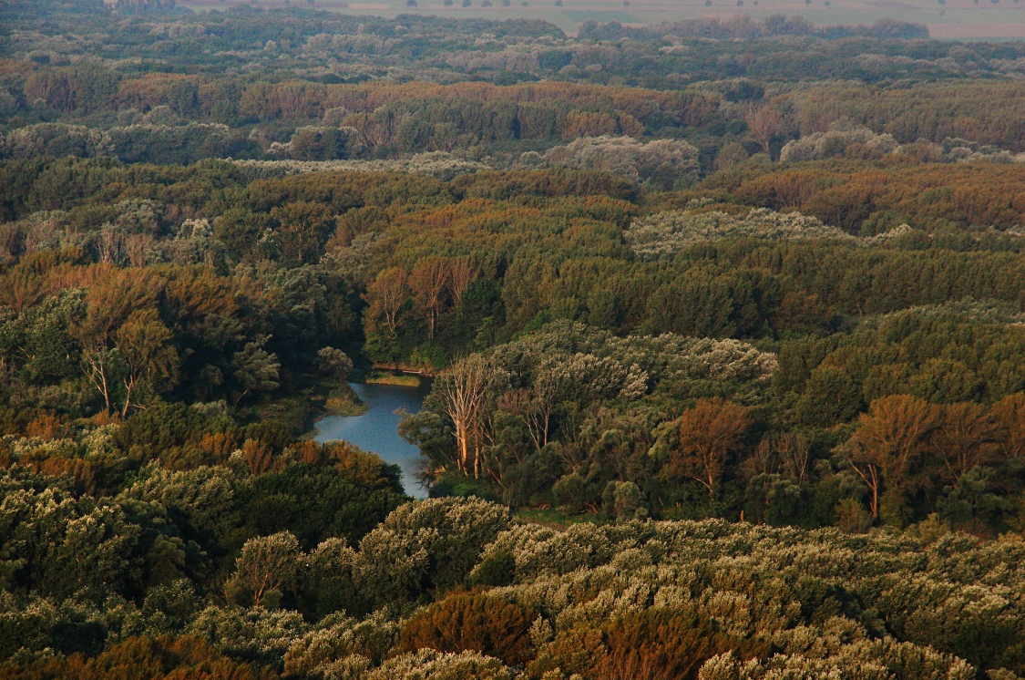 A floodplain forest in Donau-Auen National Park