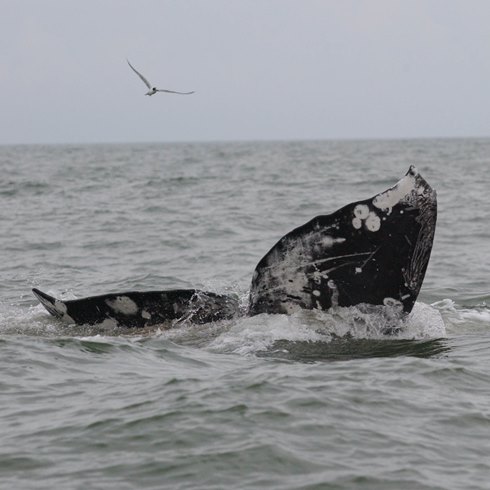Western gray whale in Sakhalin