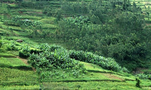 Forest restoration Rwanda