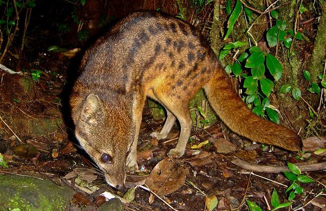 Spotted Fanoloka (Fossa fossana)