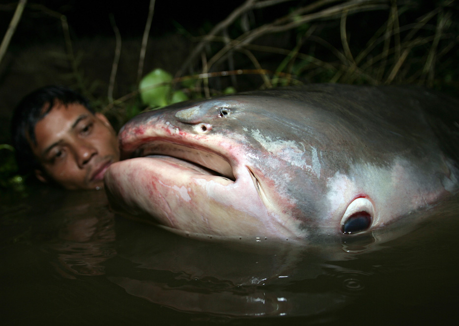 Mekong Giant Catfish
(Pangasianodon gigas)