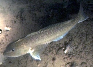 Golden Tilefish  (Lopholatilus chamaeleonticeps)