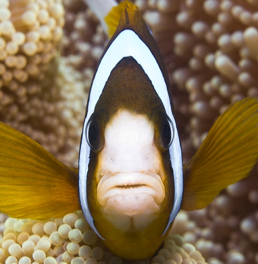 Great Barrier Reef anemone fish