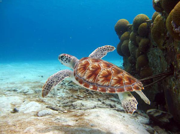 The green turtle is native to this region