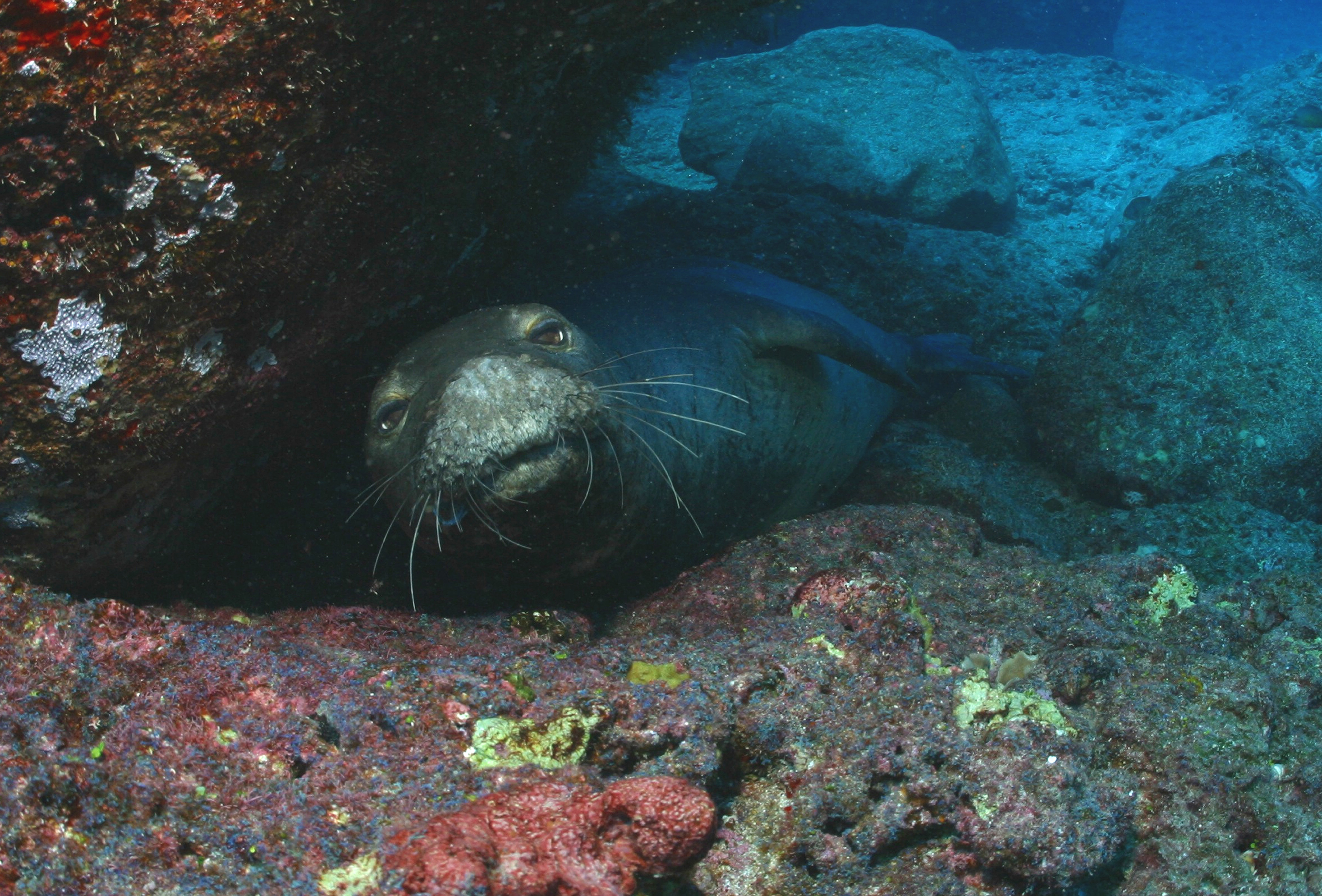 Endangered Hawaiian monk seal (Monachus schauinslani) at Gardner Pinnacles