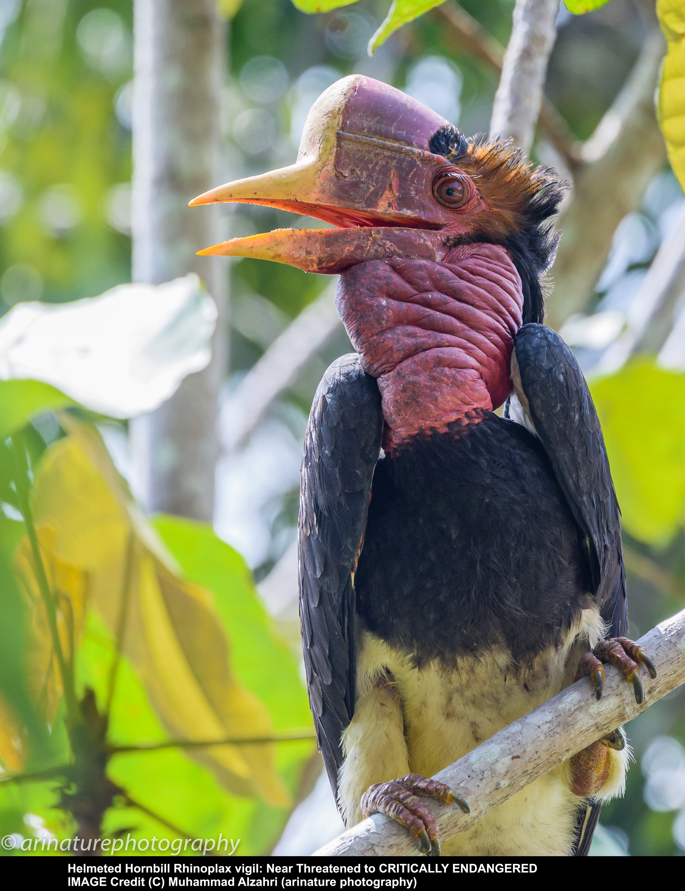 Helmeted Hornbill, Critically Endangered