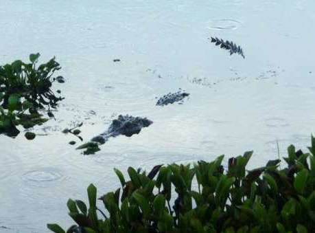 Siamese Crocodile, Cat Tien National Park