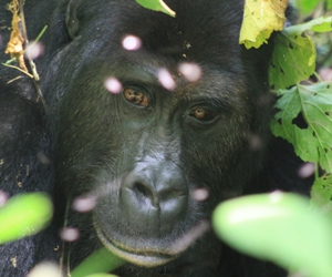 A gorilla protected by rangers in Democratic Republic of Congo