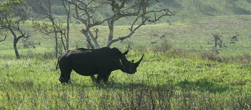 Rhino in iSimangaliso