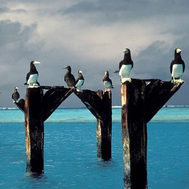 Johnson Atoll, Pacific Remote Islands Marine National Monument