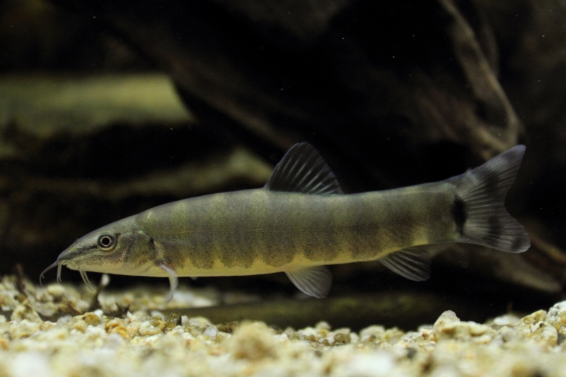 Kissing Loach (Parabotia curtus)