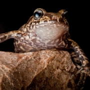La Hotte Glanded Frog, Eleutherodactylus glandulifer. Critically Endangered
