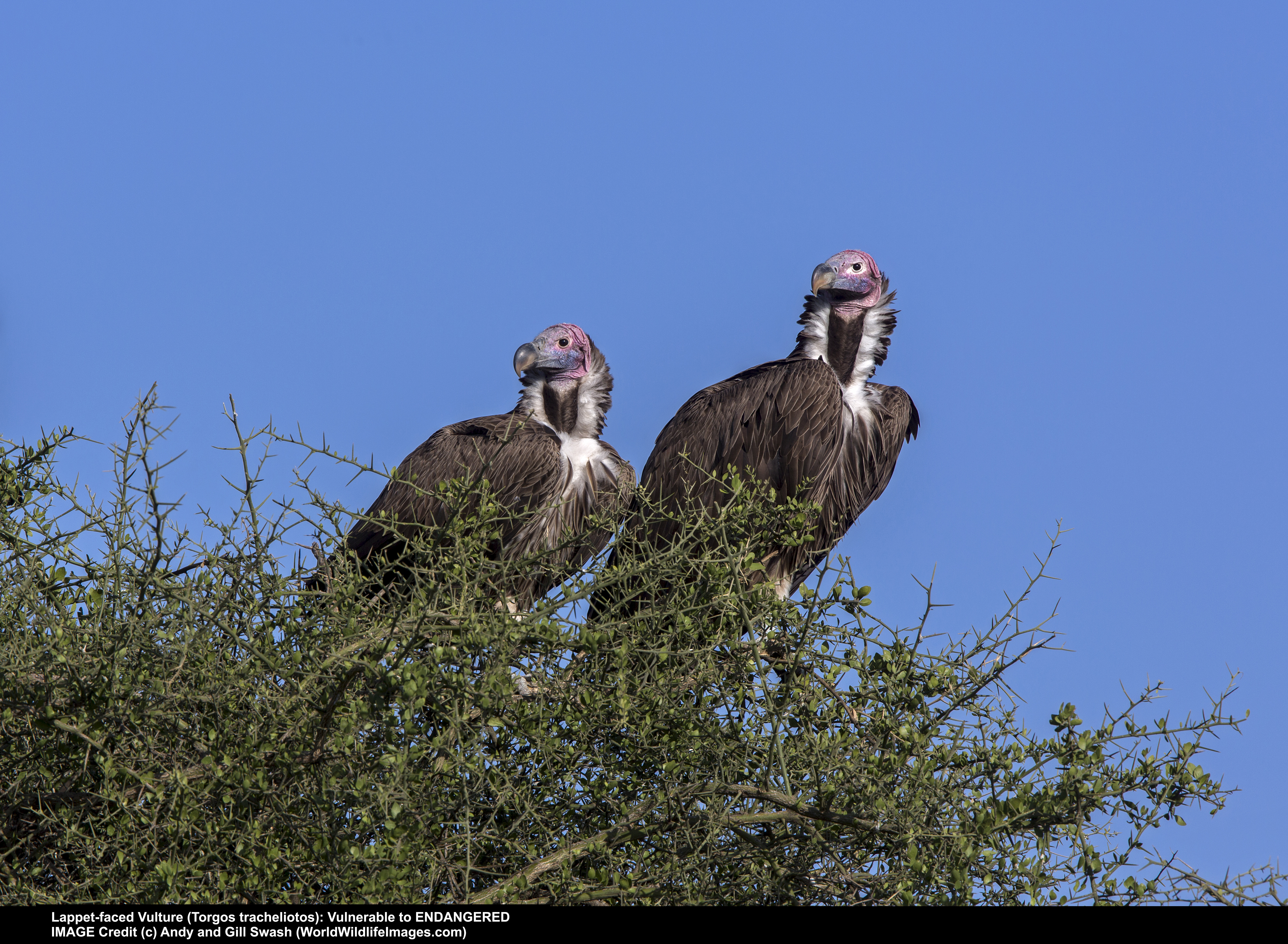 Vultures mostly forage outside protected areas; conservation