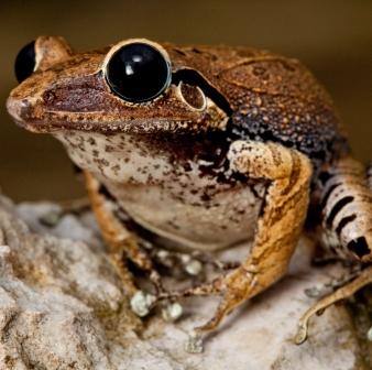 Macaya Burrowing Frog, Eleutherodactylus parapelates. Critically Endangered