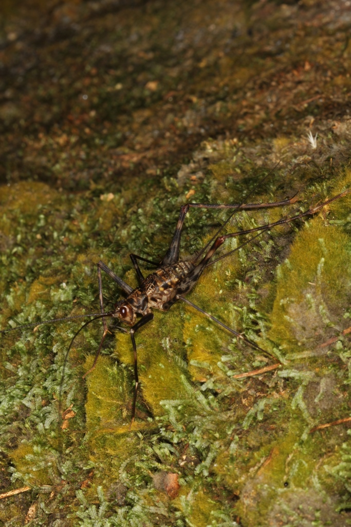 Mahe Boulder Cricket (Phalangacris alluaudi)