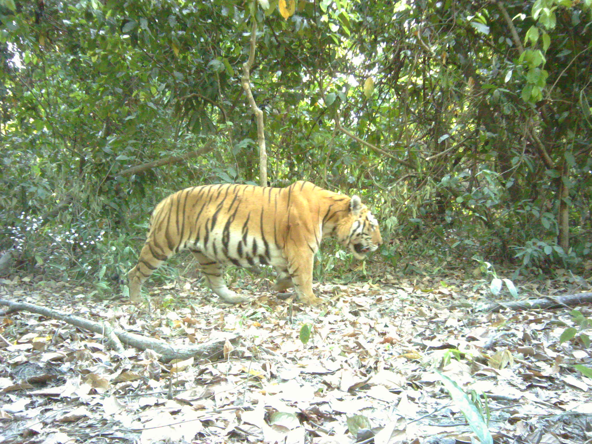 Male Tiger photo captured