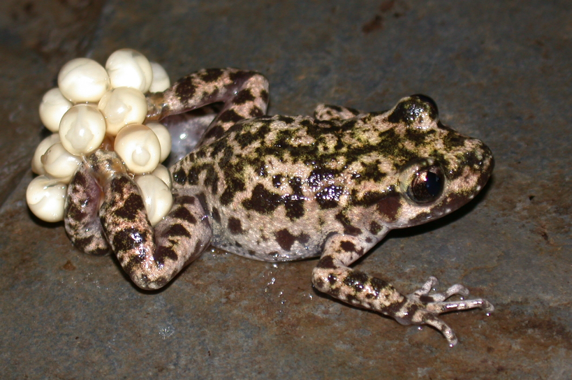 Mallorcan midwife toad (Alytes muletensis)