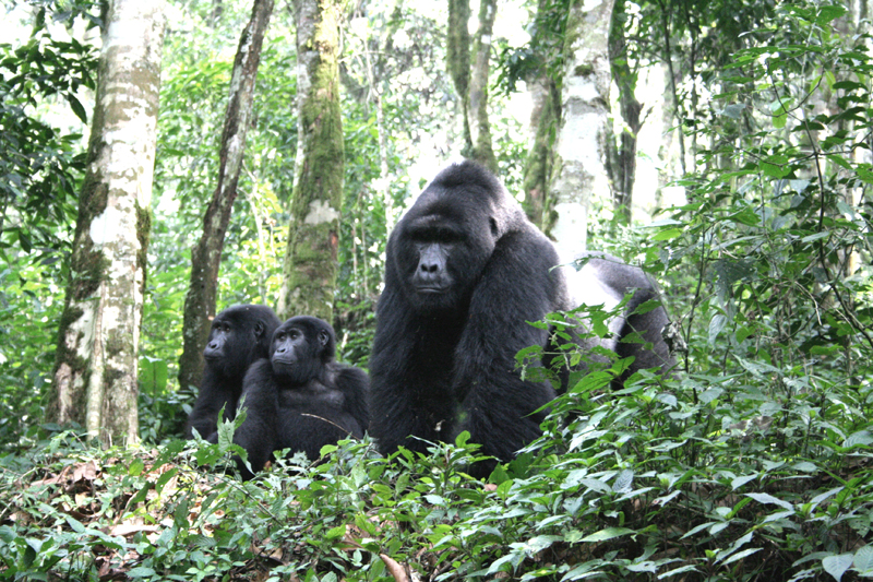Eastern Gorilla (Gorilla beringei)