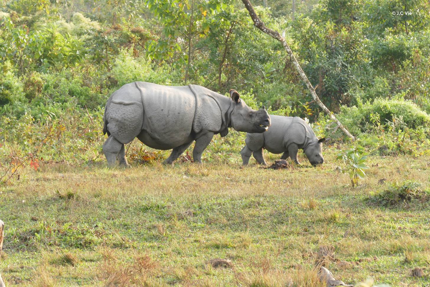 Indian rhinos