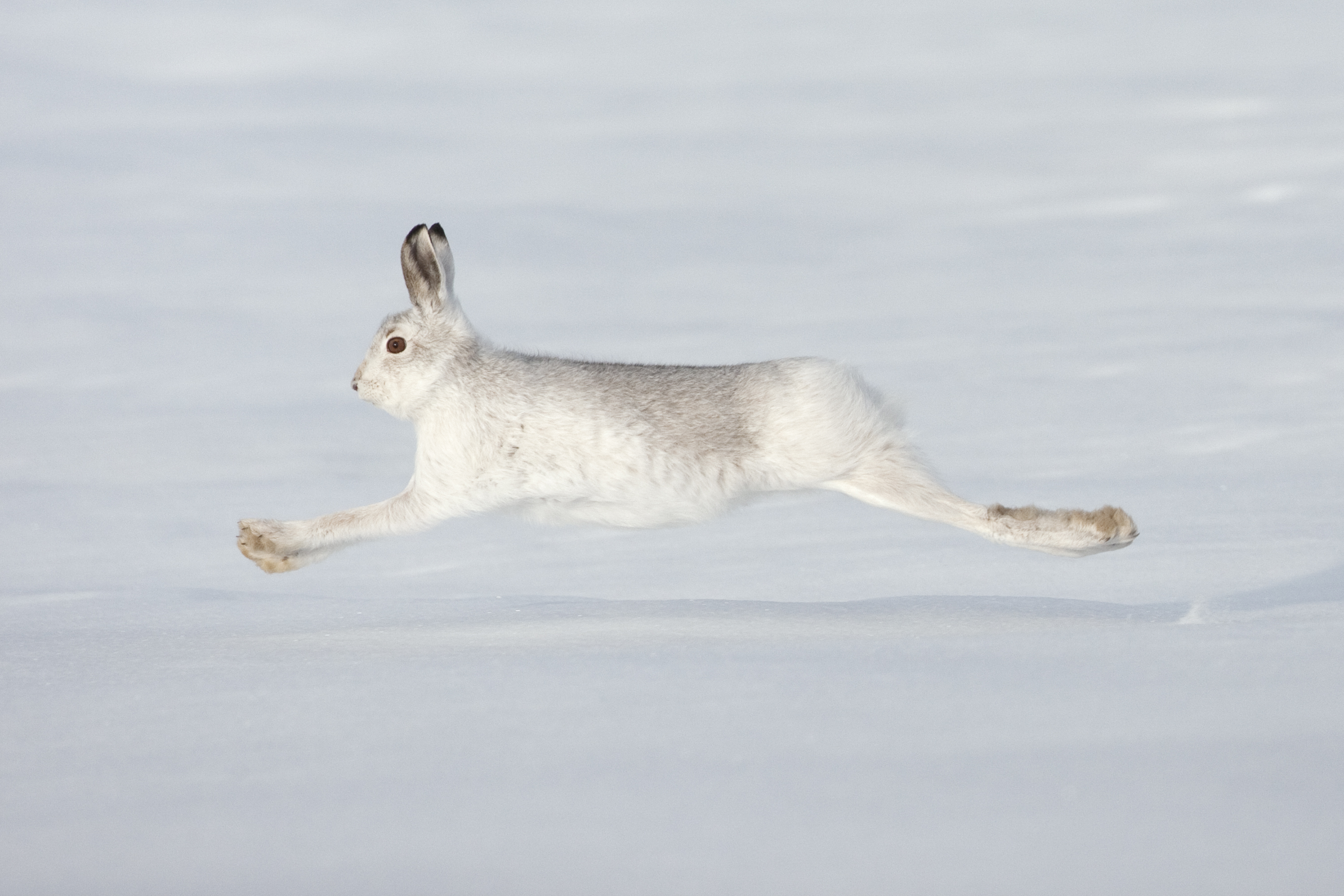 Mountain hare (Lepus timidus) in winter coat running across snow, Scotland