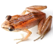Mozart's Frog, Eleutherodactylus amadeus. Critically Endangered