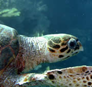 A marine turtle in the Red Sea, Egypt
