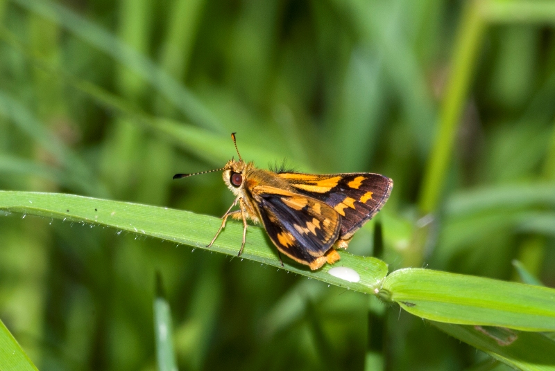 Black Grass-dart Butterfly