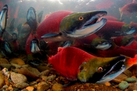 Sockeye Salmon (Oncorhynchus nerka)