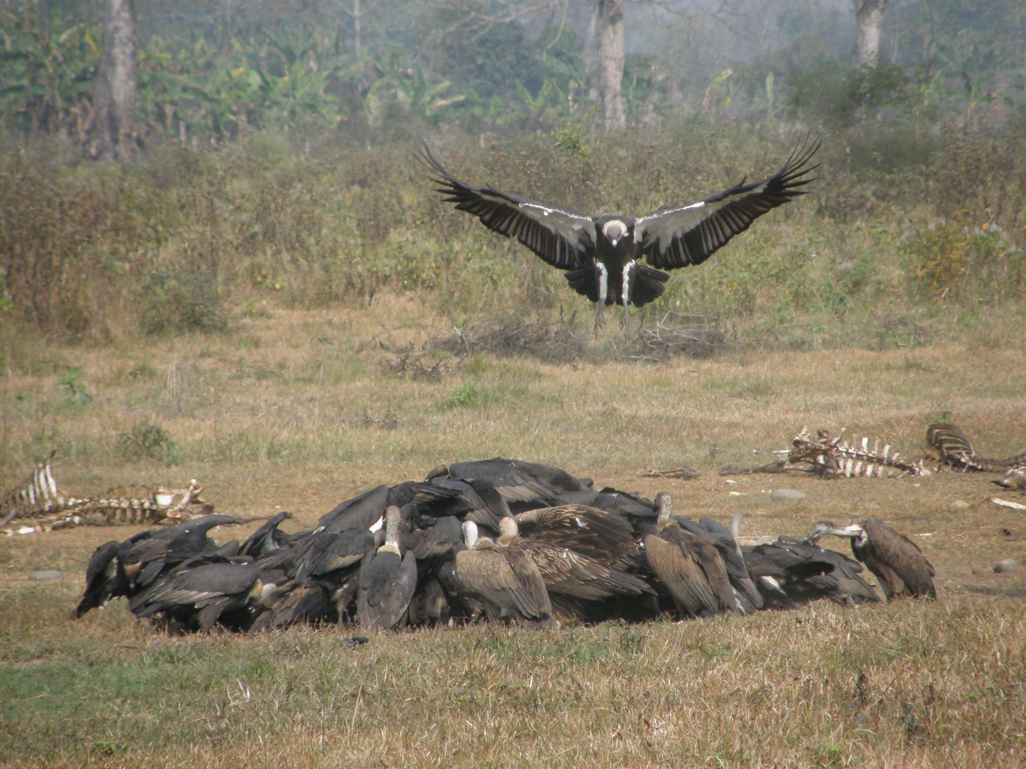 Vultures Nepal (SOS)