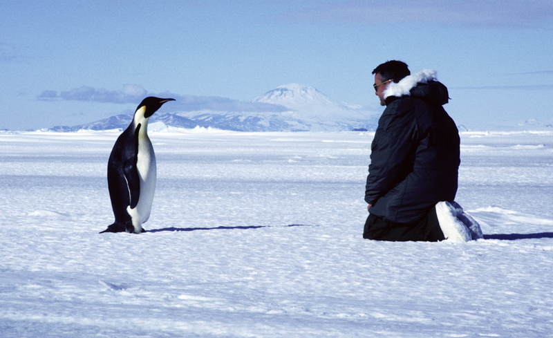 Emperor penguin (Aptenodytes forsteri) and man meet in front of Mount Discovery, Antarctica.