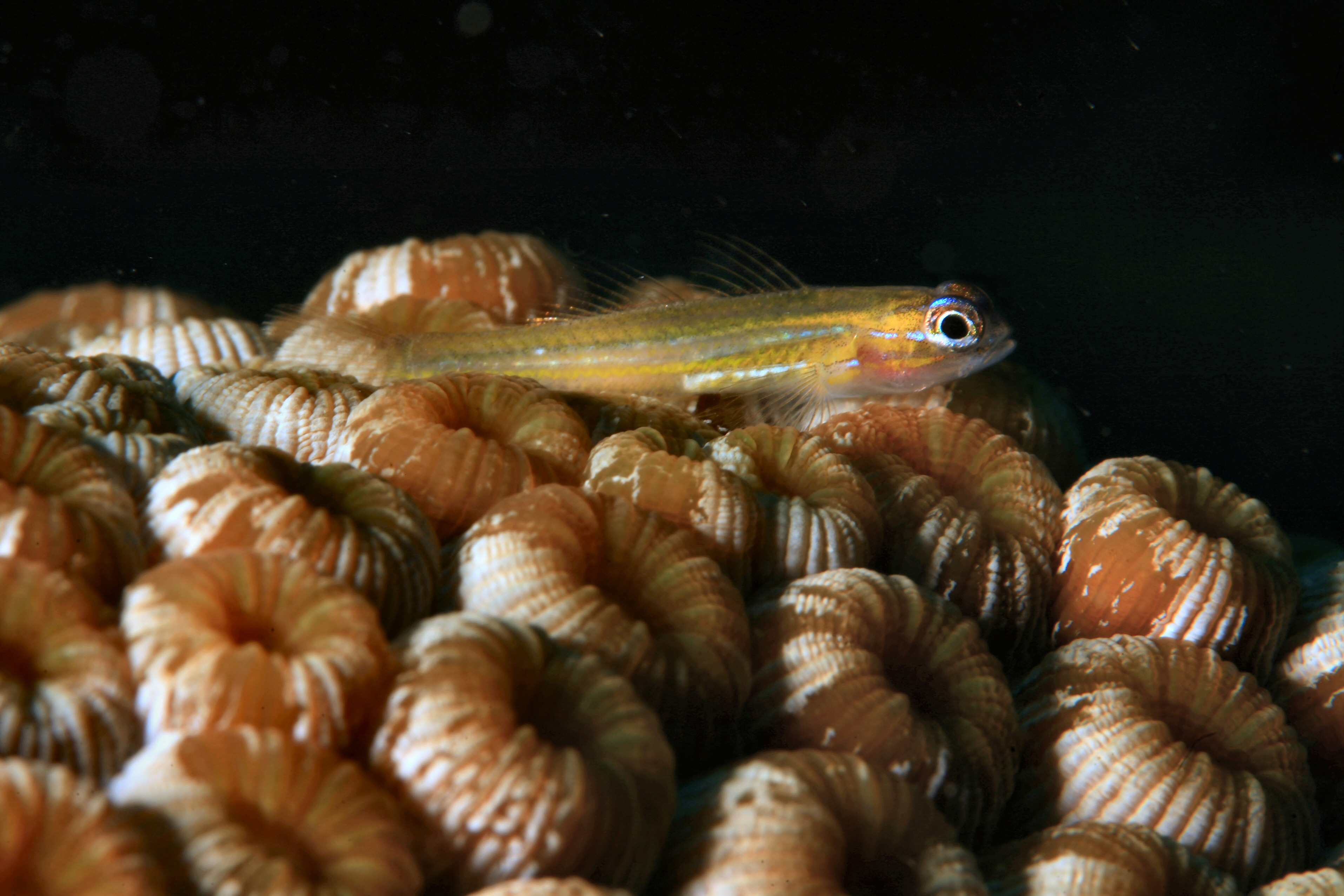 Peppermint Goby (Coryphopterus lipernes)