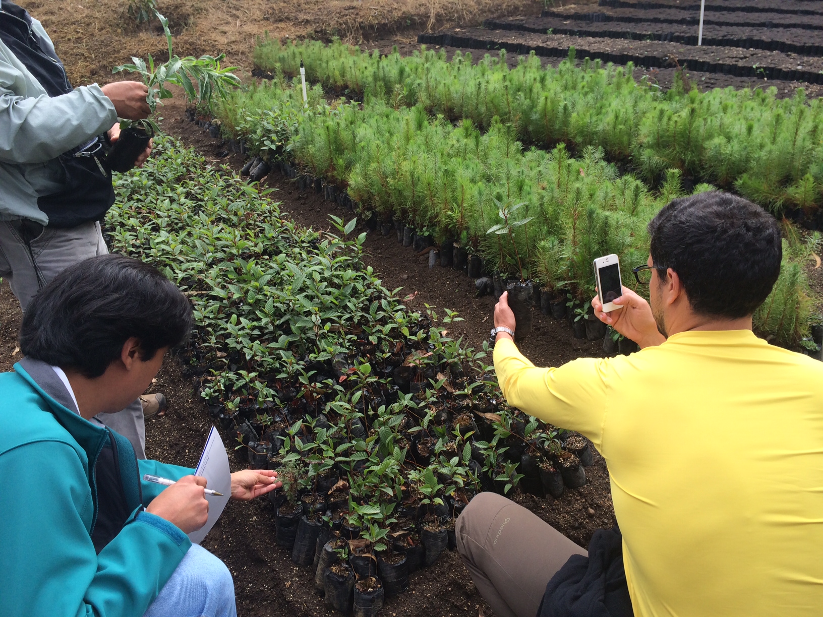 Visitors from other countries learn about landscape restoration in Guatemala. These young seedlings will be used to restore steep-sloping land in central Guatemala.