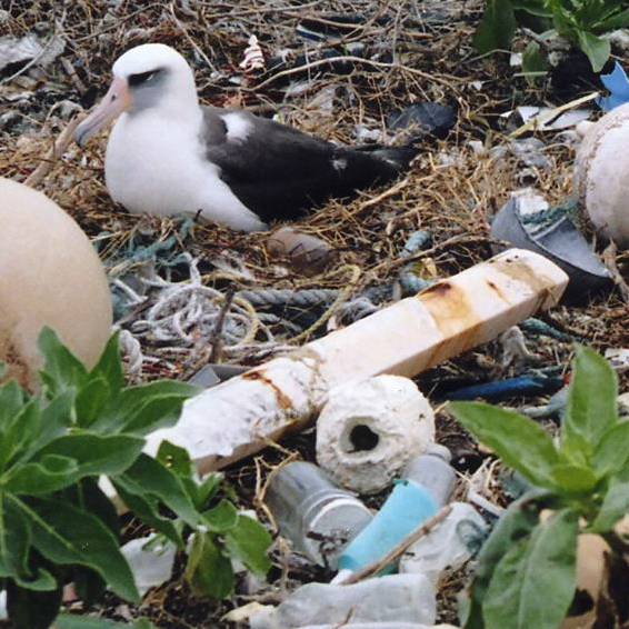 Marine trash and plastic debris, Midway Atoll